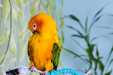Colorful adorable sun conure parrot sitting
