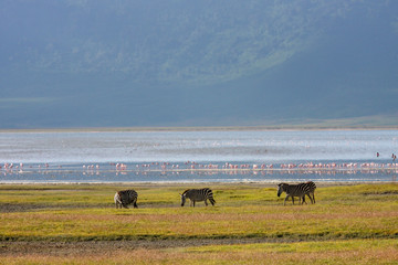 Lake Nakuru. Zebras walking beside the lake Nakuru, Kenya, flamingos in the background