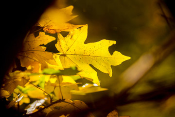 Yellow maple leaves on a dark background in the woods_