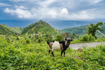 Obraz premium Views around the caribbean island of Dominica West indies