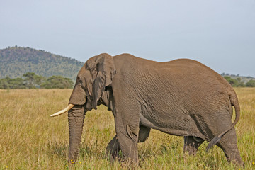 Fototapeta na wymiar Big african elephant. Kenya, Africa. 