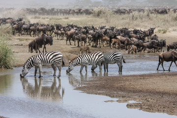 Fototapeta na wymiar Groups of buffalo and a zebra sharing a waterhole in Wildlife Reserve Masai Mara. KENYA