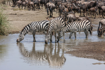 Fototapeta na wymiar Groups of buffalo and a zebra sharing a waterhole in Wildlife Reserve Masai Mara. KENYA