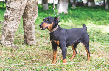 Black dog yagdterrier at the foot of  man in the park_