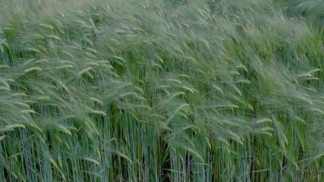 gerste auf einem Feld angebaut wiegt sich im Wind in Zeitlupe