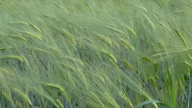 gerste auf einem Feld angebaut wiegt sich im Wind in Zeitlupe