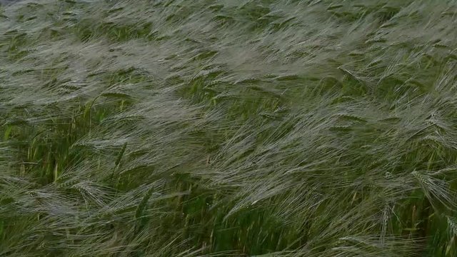 gerste auf einem Feld angebaut wiegt sich im Wind in Zeitlupe