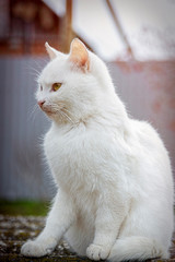 portrait of domestic cat outside home