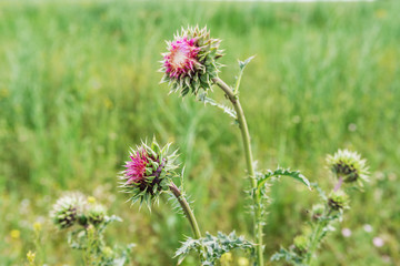 Crimea nature reserve - the road to traveln