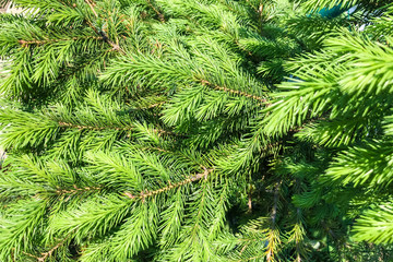 Young coniferous green needles. Texture for the background.