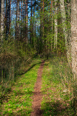tree trunk texture wall in forest with rhythm pattern