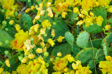 Yellow Cacti
