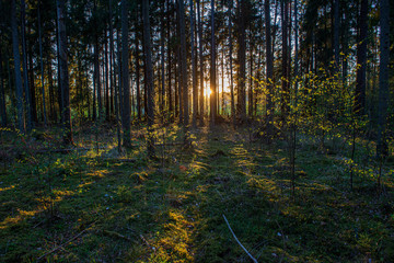 tree trunk texture wall in forest with rhythm pattern