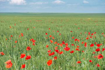 Natural background- poppy flowers