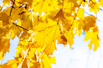 Yellow maple leaves on a light background in sunny weather_