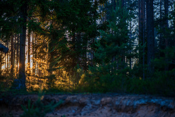 tree trunk texture wall in forest with rhythm pattern