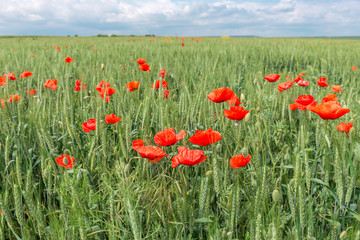Natural background- poppy flowers