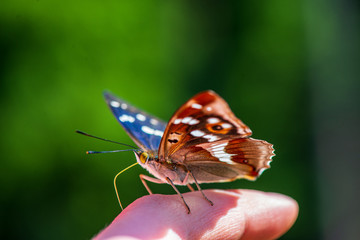 butterfly resting on human hand in summer sun