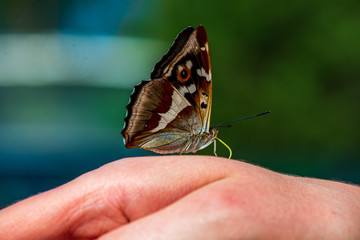 butterfly resting on human hand in summer sun