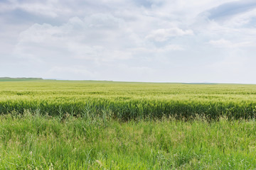 Wheat field- green sprouts