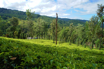 Fototapeta na wymiar Plantation green tea leaves in the mountains on the southern tropical slope in the summer.