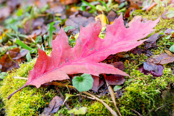Red leaf oak on the ground in the autumn forest_