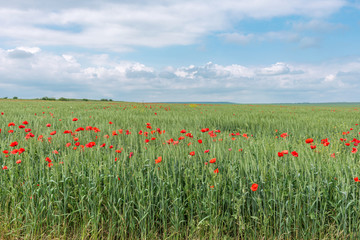Natural background- poppy flowers