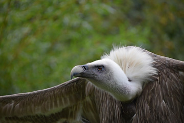 Close up portrait of griffon vulture