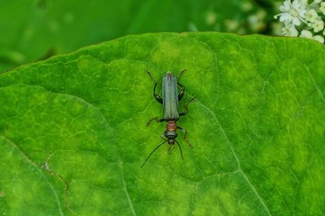 one small brown beetle sits on a green leaf in nature