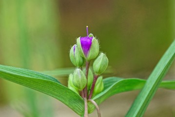 small lilac flower among the green buds on the stem with long leaves