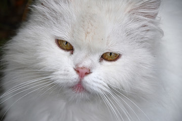 Close up portrait of white domestic cat