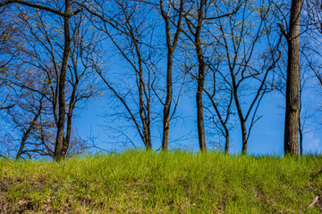 tree trunk texture wall in forest with rhythm pattern