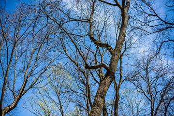 tree trunk texture wall in forest with rhythm pattern