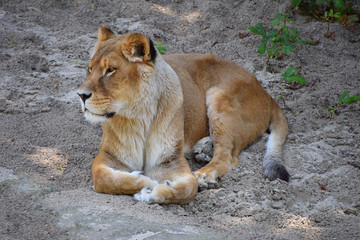 Full length portrait of lioness resting on ground