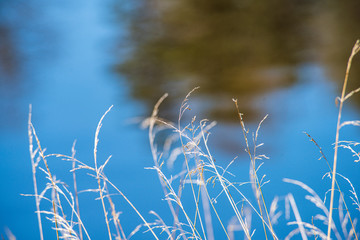 river in summer green shores with tree reflections in water