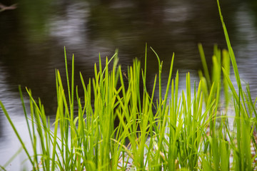 green grass pattern with blur background. summer texture
