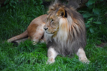 Full length portrait of lion resting on ground