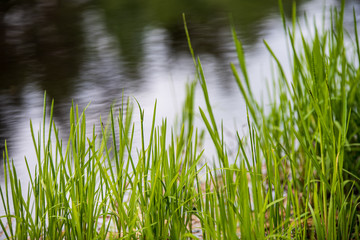 Obraz premium green grass pattern with blur background. summer texture