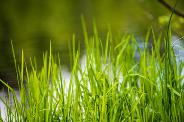 green grass pattern with blur background. summer texture