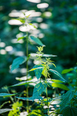 green grass pattern with blur background. summer texture