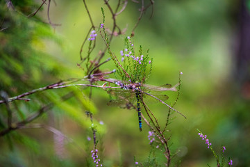 green grass pattern with blur background. summer texture
