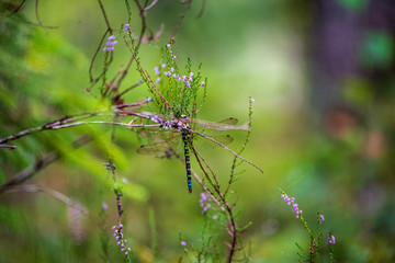 green grass pattern with blur background. summer texture