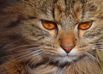 Close up portrait of brown domestic cat