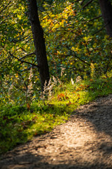 tree trunk texture wall in forest with rhythm pattern