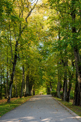 simple countryside dirt road in spring