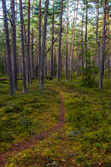 tree trunk texture wall in forest with rhythm pattern