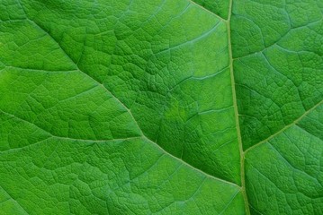 green natural texture from a large leaf of a plant