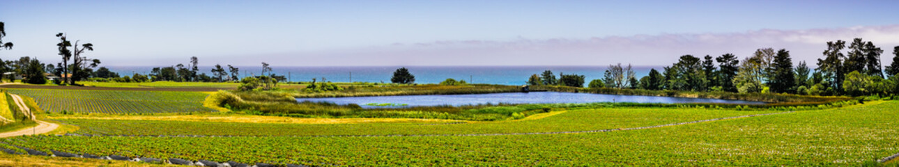 Fototapeta na wymiar Organic strawberry field on the Pacific Ocean coast, near Santa Cruz, California