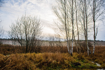 tree trunk texture wall in forest with rhythm pattern