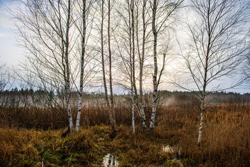 tree trunk texture wall in forest with rhythm pattern